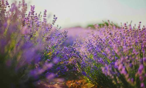 Sustainability 7_1(1)