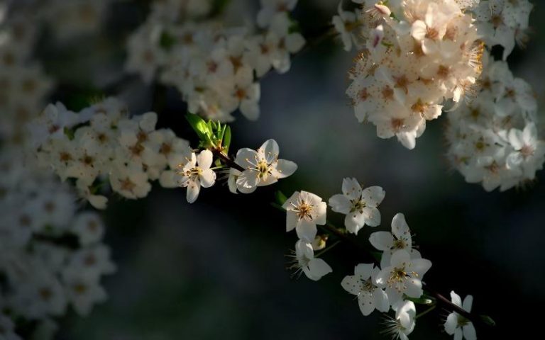 20.Awakening Fragrance Stepping Into The Light World Of Spring Fragrances 1(1)