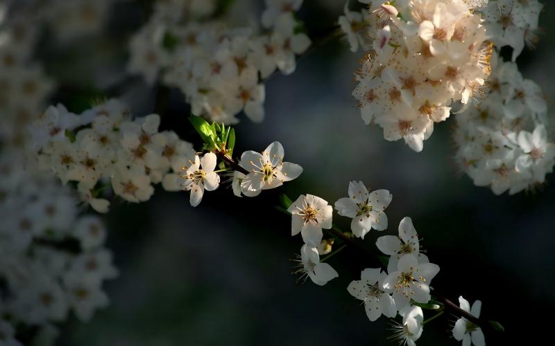 20.Awakening Fragrance Stepping Into The Light World Of Spring Fragrances 1(1)