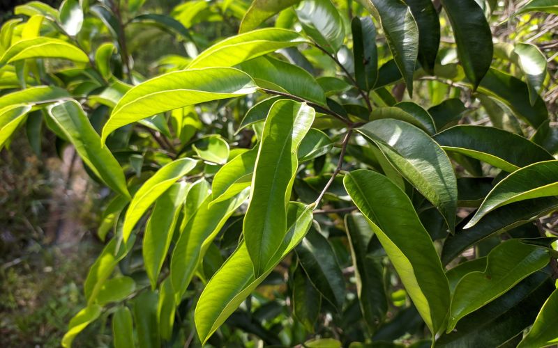 28.What Is Oud (Oudh) Fragrance And Why Is It So Expensive 3