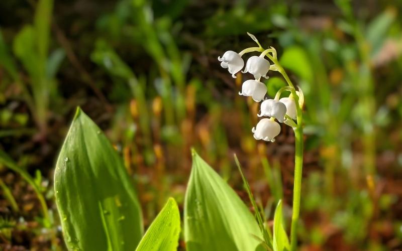 30.Is Lilial banned in perfume 1(1)