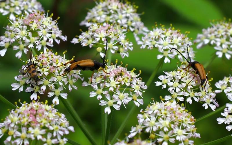 33.What is Angelica Lactone alpha 1(1)