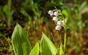 34.Is Lilial banned in perfume 1(1)